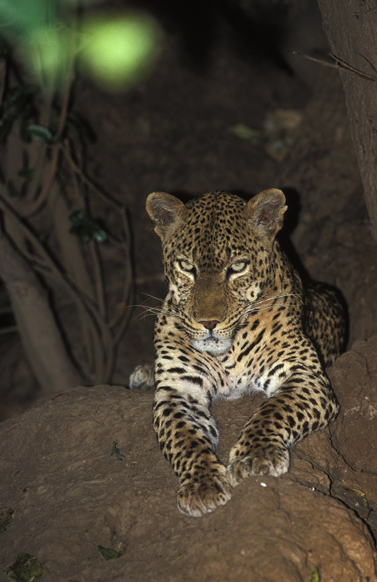 Leopard (Panthera pardus), South Luangwa National Park, Zambia