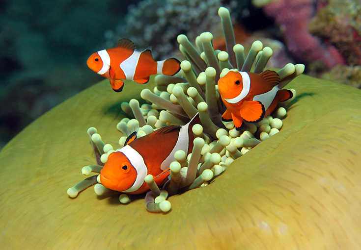 bunaken-clownfish