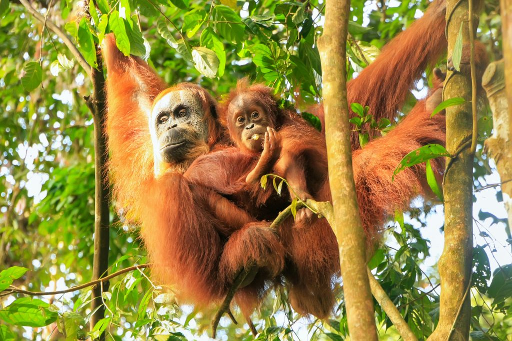 Orang-oetans op Sumatra